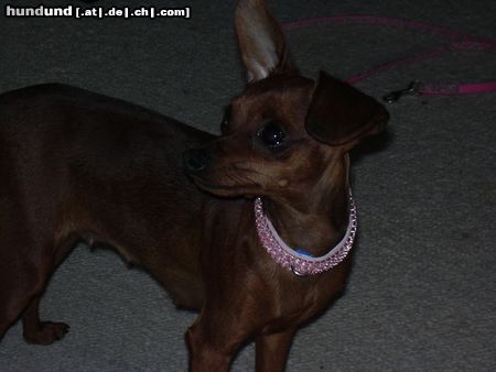 Zwergpinscher Hunde Foto 21009 in höherer Auflösung ansehen Zwergpinscher phoebe