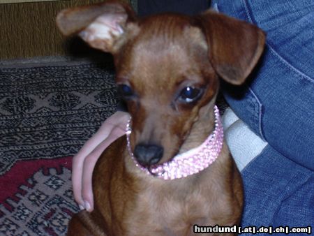 Zwergpinscher Hunde Foto 21010 in höherer Auflösung ansehen Zwergpinscher mein süße