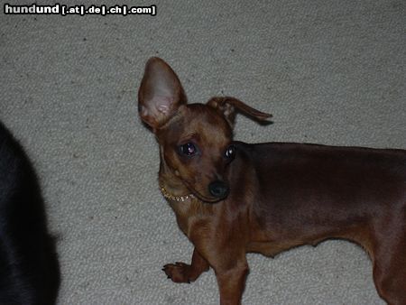Zwergpinscher Hunde Foto 21013 in höherer Auflösung ansehen Zwergpinscher