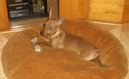 Zwergpinscher Hunde Foto 31381 Zwergpinscher Mein süßer Krümel