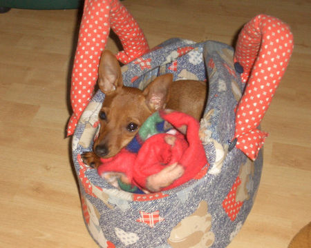 Zwergpinscher Hunde Foto 31382 Zwergpinscher Mein süßer Krümel