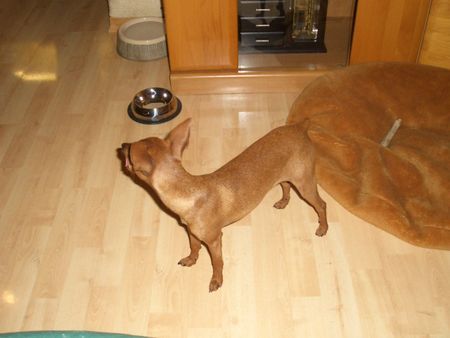 Zwergpinscher Hunde Foto 31383 Zwergpinscher Mein süßer Krümel