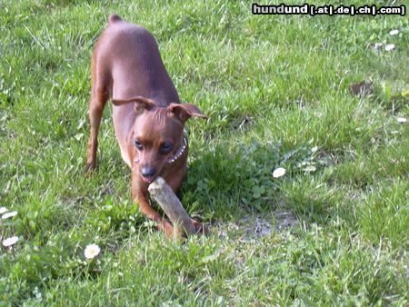 Zwergpinscher Hunde Foto 20624 in höherer Auflösung ansehen Zwergpinscher süß die kleine phoebe