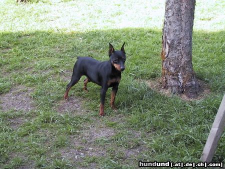 Zwergpinscher Hunde Foto 4013 Zwergpinscher Allegra Gräfin von Burg-Wildenstein
