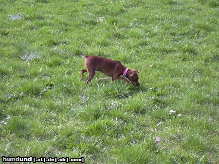 Zwergpinscher Hunde Foto 21541 in höherer Auflösung ansehen Zwergpinscher