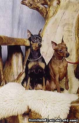 Zwergpinscher Hunde Foto 5454 Zwergpinscher Kamilla und Bengj