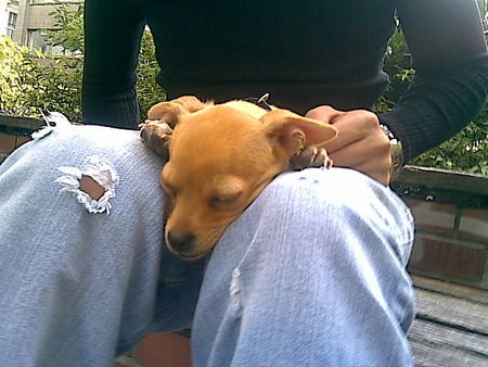 Zwergpinscher Hunde Foto 37890 Zwergpinscher
