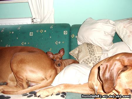 Zwergpinscher Hunde Foto 20717 Zwergpinscher tristan und seine ridgebackfreunde