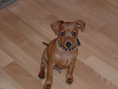 Zwergpinscher Hunde Foto 26793 in höherer Auflösung ansehen Zwergpinscher Nick