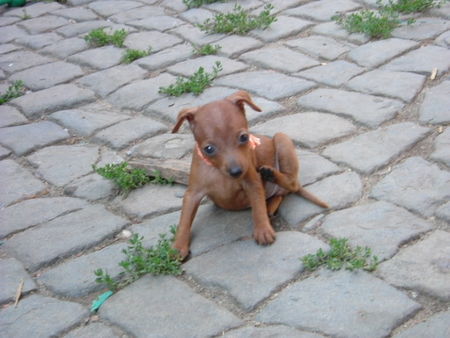 Zwergpinscher Hunde Foto 33663 in höherer Auflösung ansehen Zwergpinscher Tartine
