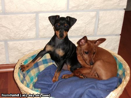 Zwergpinscher Hunde Foto 20716 Zwergpinscher tristan und emma (12 und 16 wochen)