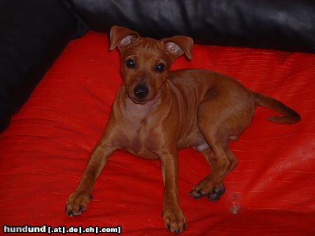 Zwergpinscher Hunde Foto 14586 Zwergpinscher Sooo brav!!