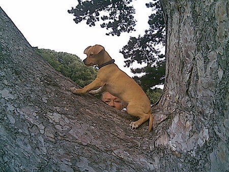Zwergpinscher Hunde Foto 37895 in höherer Auflösung ansehen Zwergpinscher