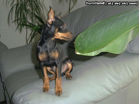 Zwergpinscher Hunde Foto 6201 Zwergpinscher Bafi, 15 Wochen