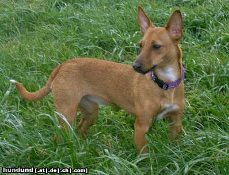 Zwergpinscher Hunde Foto 20644 Zwergpinscher jump