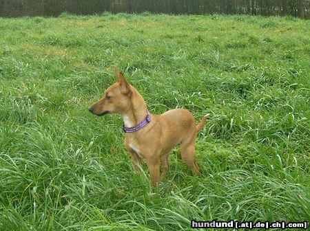 Zwergpinscher Hunde Foto 18706 Zwergpinscher ich bin kein zwergpinscher