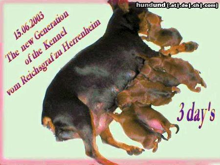 Zwergpinscher Hunde Foto 4269 Zwergpinscher unser B-Wurf 12.05.2003
