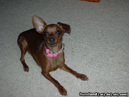 Zwergpinscher Hunde Foto 20623 in höherer Auflösung ansehen Zwergpinscher phoebe
