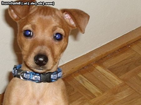 Zwergpinscher Hunde Foto 18086 Zwergpinscher Lia mit 9 Wochen *sweet*