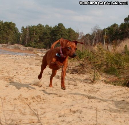 Zwergpinscher Anneli von Pinscho 2011