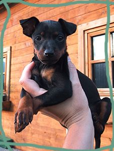 Zwergpinscher Hunde Foto 1638 Zwergpinscher Angel v. Camp Achensee