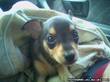 Zwergpinscher Hunde Foto 24302 Zwergpinscher Kleiner AEK