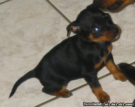Zwergpinscher Hunde Foto 17859 in höherer Auflösung ansehen Zwergpinscher Aícha mit 5 Wochen