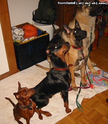 Zwergpinscher Hunde Foto 16739 in höherer Auflösung ansehen Zwergpinscher Leroy (Luca) vom Zemp und Freunde