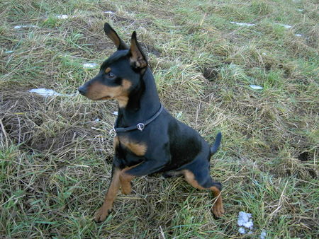 Zwergpinscher Hunde Foto 27924 Zwergpinscher AYK