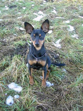 Zwergpinscher Hunde Foto 27925 Zwergpinscher AYK
