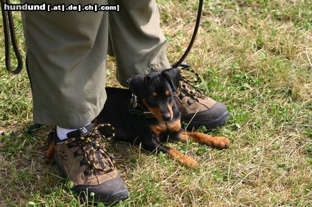 Zwergpinscher Hunde Foto 24477 Zwergpinscher Aik nun 4 Monate