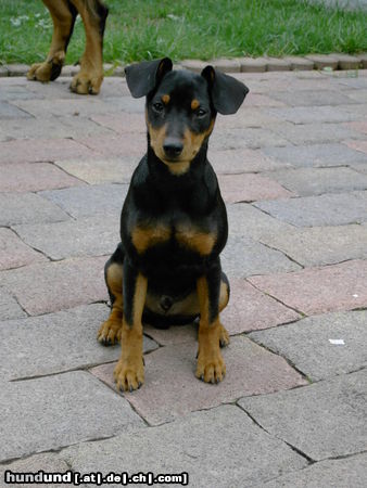 Zwergpinscher Zwergpinscher Aik