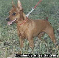 Zwergpinscher Hunde Foto 19315 Zwergpinscher