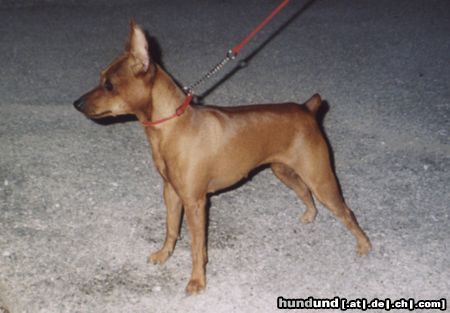 Zwergpinscher Hunde Foto 22067 Zwergpinscher Alice Di kristianden ( 12 mesi )
