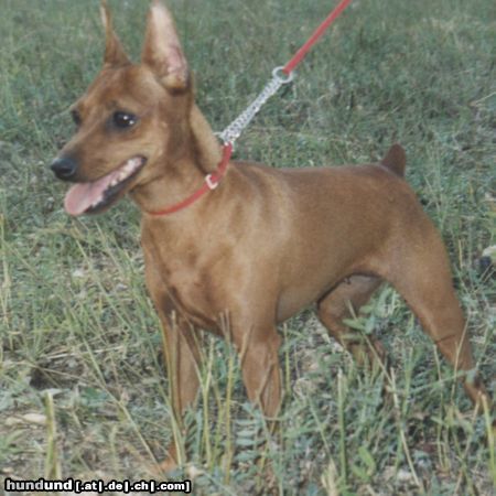 Zwergpinscher Hunde Foto 22066 Zwergpinscher Alice Di kristianden ( 12 mesi )