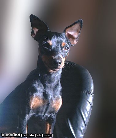 Zwergpinscher Hunde Foto 10894 Zwergpinscher Bafi, 10 Monate