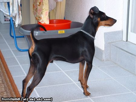 Zwergpinscher Hunde Foto 13565 Zwergpinscher Ares