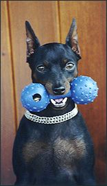 Zwergpinscher Hunde Foto 1643 Zwergpinscher ASWAN VOM KÖSSLBACHTAL