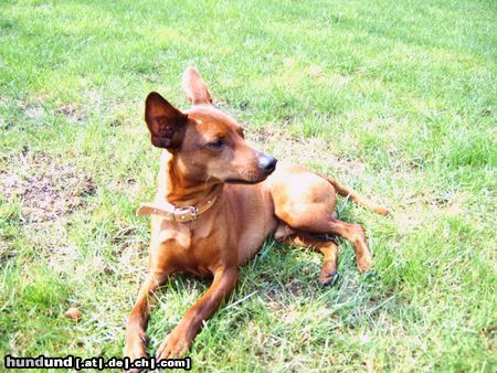 Zwergpinscher Hunde Foto 21642 Zwergpinscher Max 10 Mohate