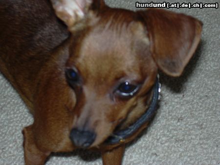 Zwergpinscher Hunde Foto 21546 Zwergpinscher