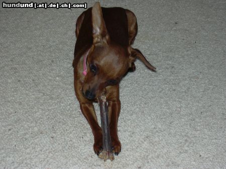 Zwergpinscher Hunde Foto 21551 Zwergpinscher phoebe