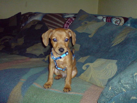 Zwergpinscher Hunde Foto 37561 Zwergpinscher Tyson zwergdackel-rehpinschermix