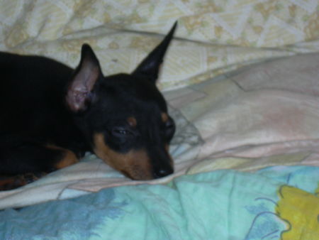 Zwergpinscher Hunde Foto 33970 Zwergpinscher tiffany