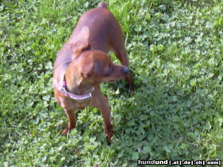 Zwergpinscher Hunde Foto 21552 Zwergpinscher meine keine phoebe ist 11monate