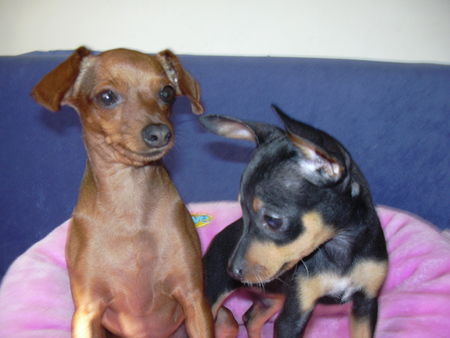 Zwergpinscher Hunde Foto 33974 Zwergpinscher tiffany and phoebe