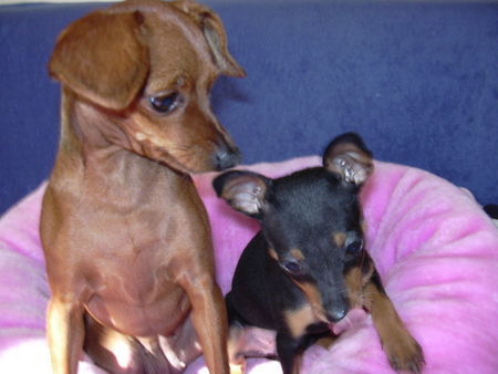 Zwergpinscher Hunde Foto 33975 Zwergpinscher tiffany and phoebe