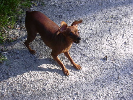 Zwergpinscher Hunde Foto 33979 Zwergpinscher phoebe