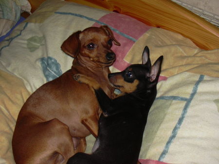 Zwergpinscher Hunde Foto 33981 Zwergpinscher phoebe and tiffany