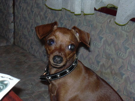 Zwergpinscher Hunde Foto 33985 Zwergpinscher phoebe