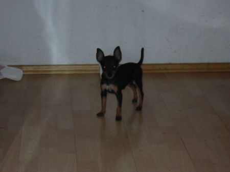 Zwergpinscher Hunde Foto 33986 Zwergpinscher tiffany